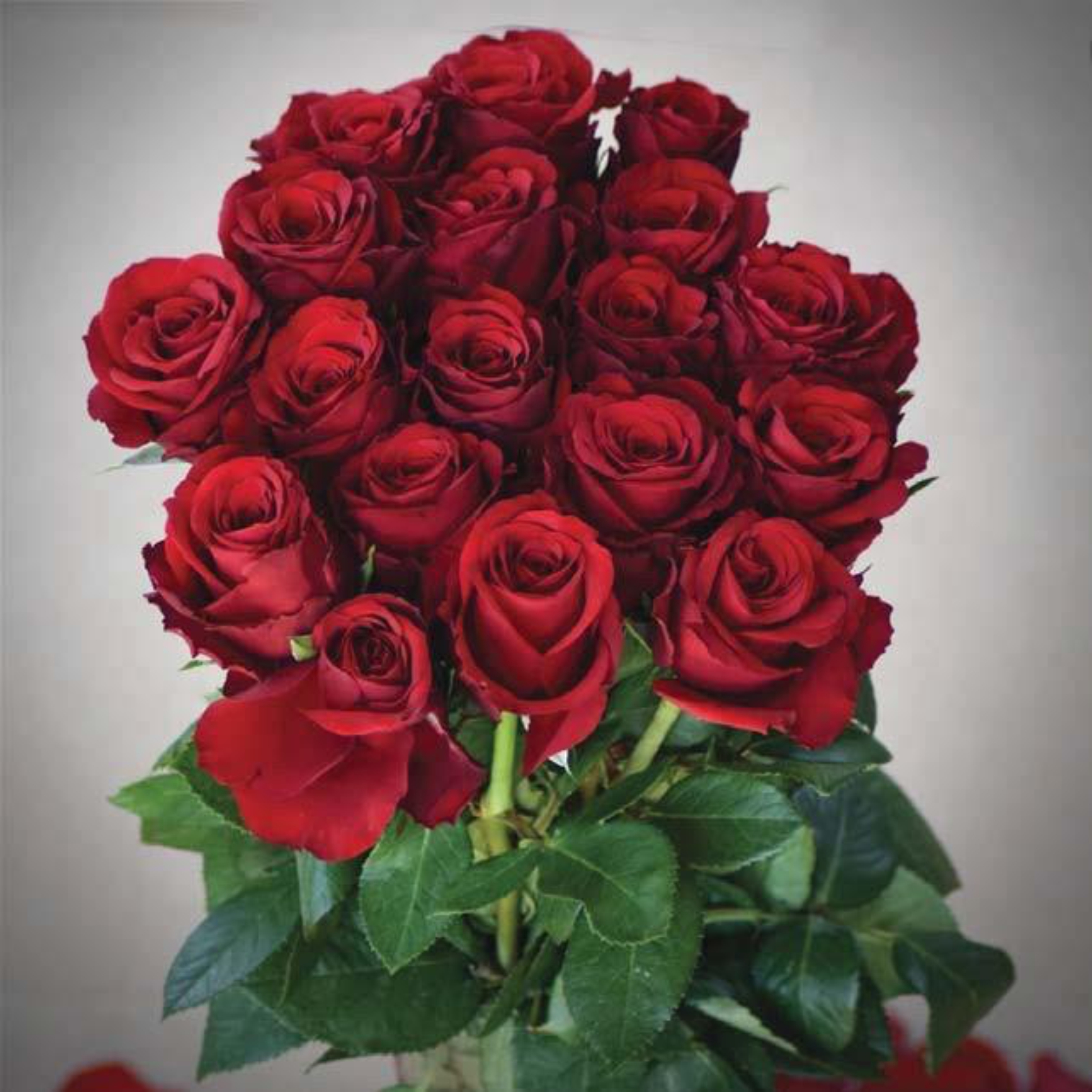 Fresh Upper Class Red Roses in Bulk