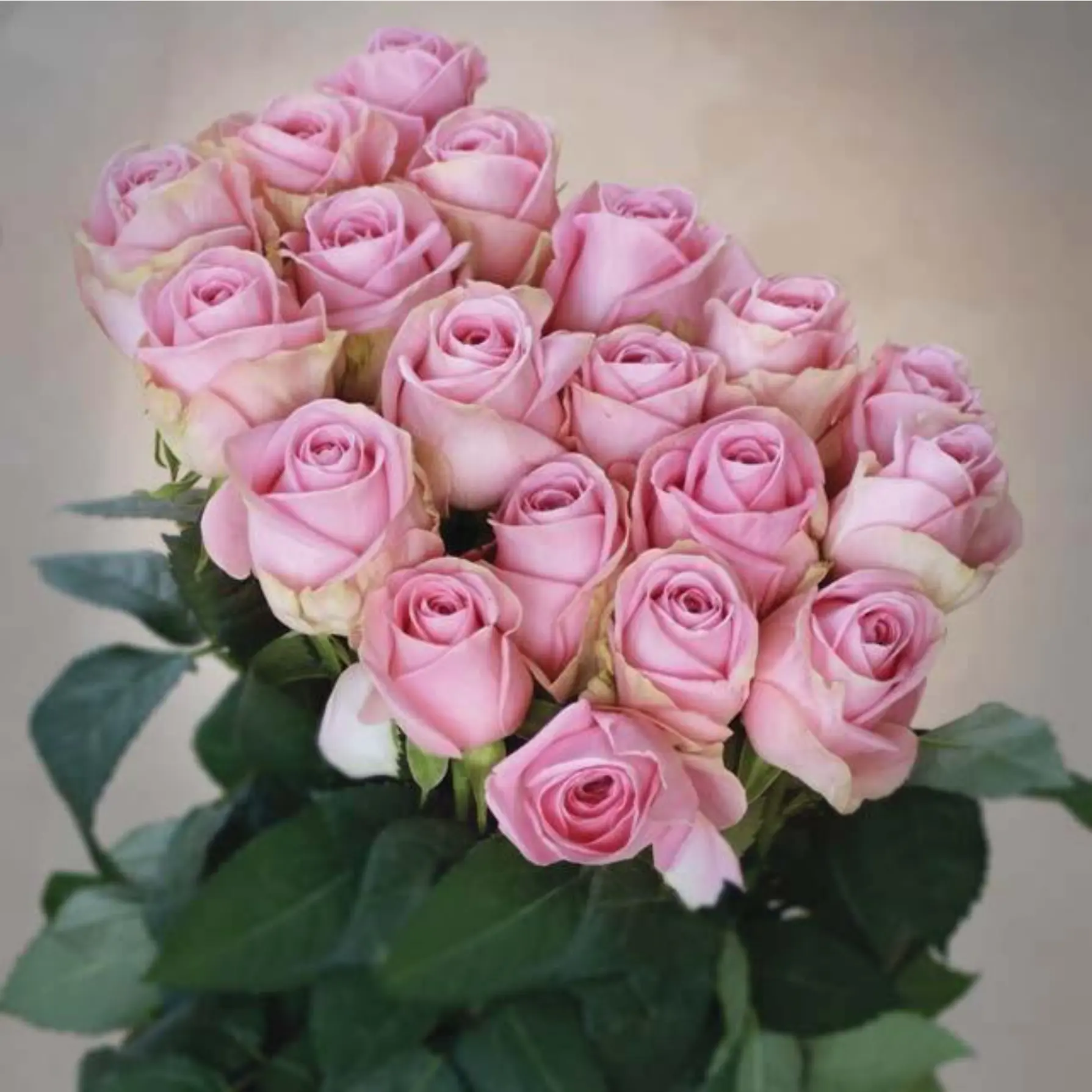 Charming Heidi Pink Roses for Romantic Bouquets